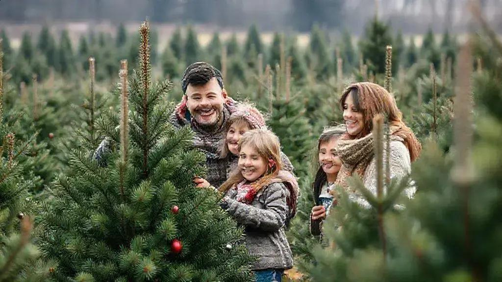 Dicas para escolher a árvore certa